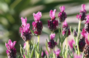 lavandula stoechas, sardegna