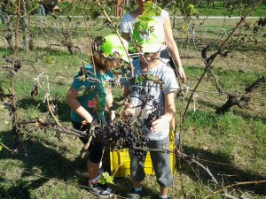 vendemmia abruzzo