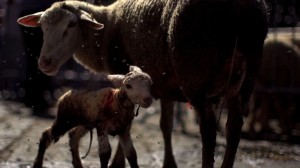 documentario abruzzo